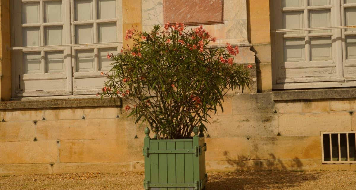 Oleander zimi: kako ga sačuvati u kući i u bašti