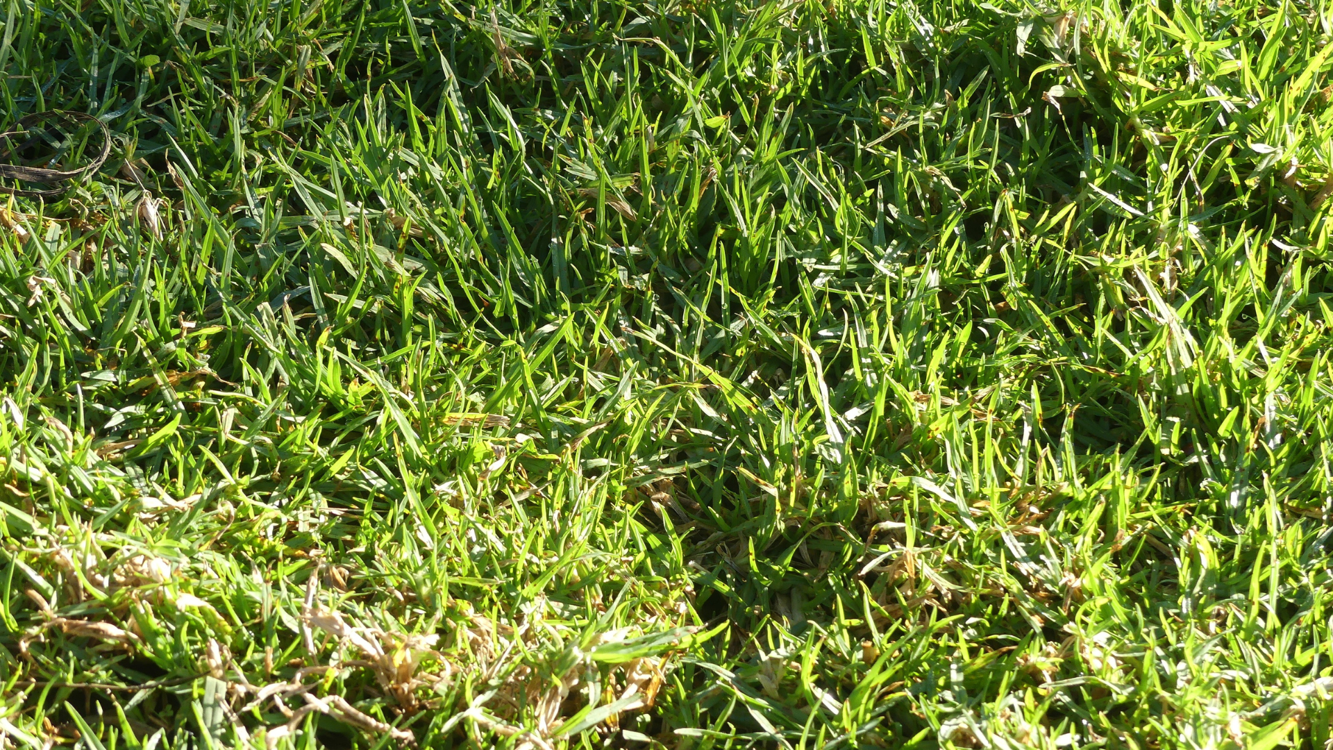 Kada i kako posejati travu — kompletni vodič